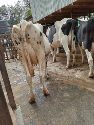 Milking Cows - thumbnail 2