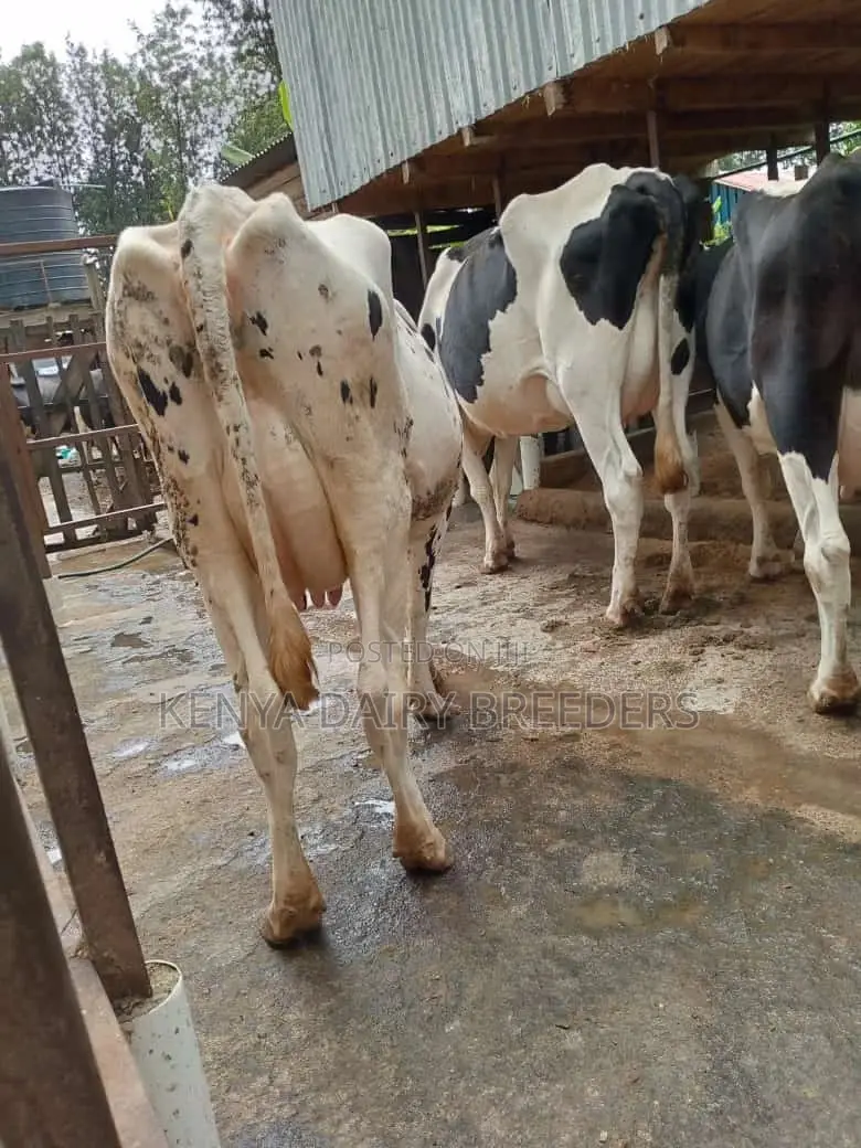 Milking Cows