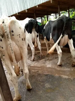 Milking Cows