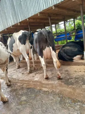 Milking Cows