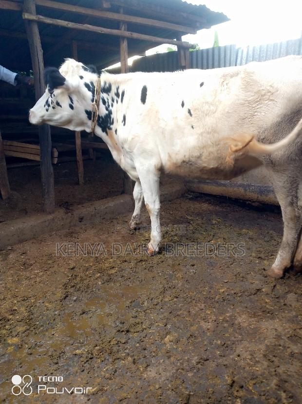 Incalf Heifers - main view