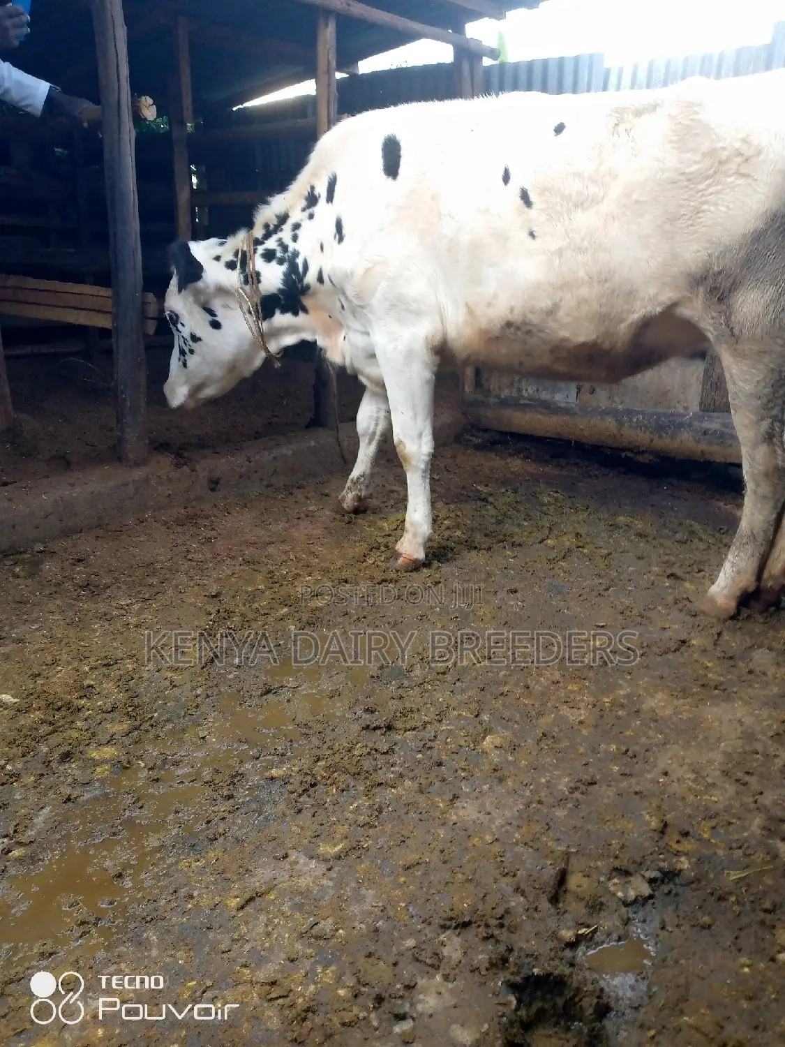 Incalf Heifers