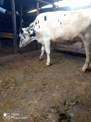 Incalf Heifers