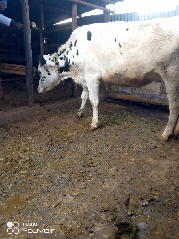 Incalf Heifers - thumbnail 3