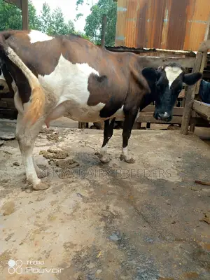 Incalf Heifers
