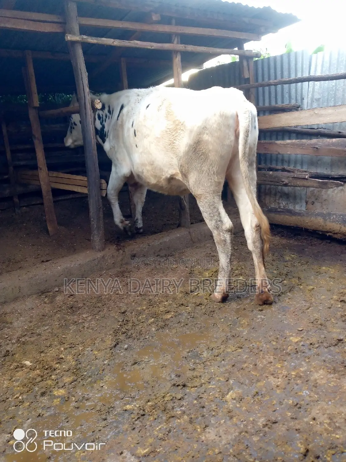 Incalf Heifers