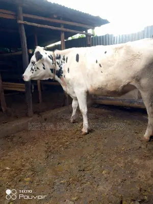 Incalf Heifers