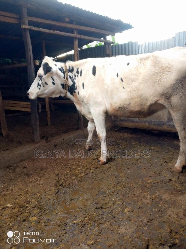 Incalf Heifers - thumbnail 6