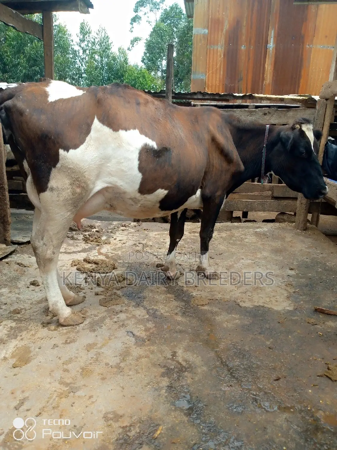 Incalf Heifers