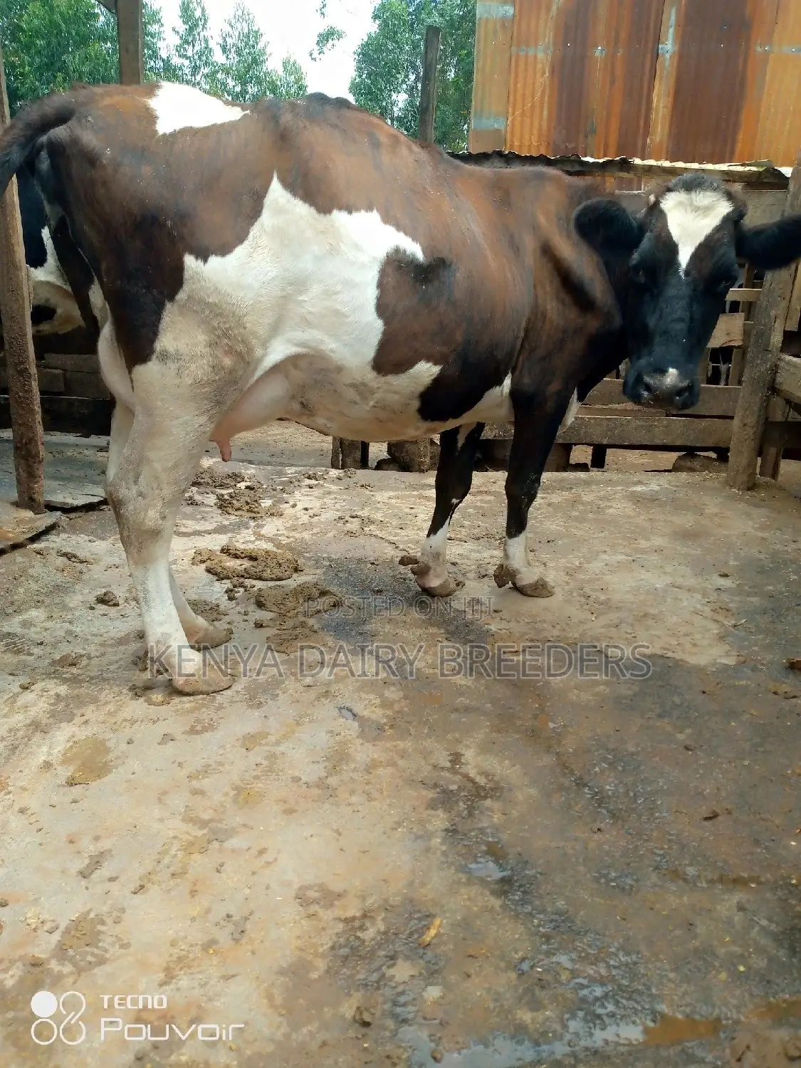 Incalf Heifers