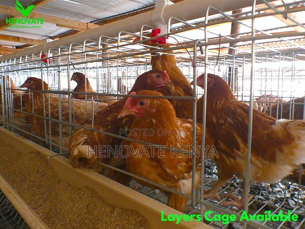 Reliable Durable H-type Layer Cage/Ruiru - thumbnail 2