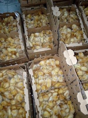 Improved Kienyeji Chicks - thumbnail 2