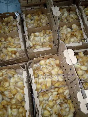 Improved Kienyeji Chicks