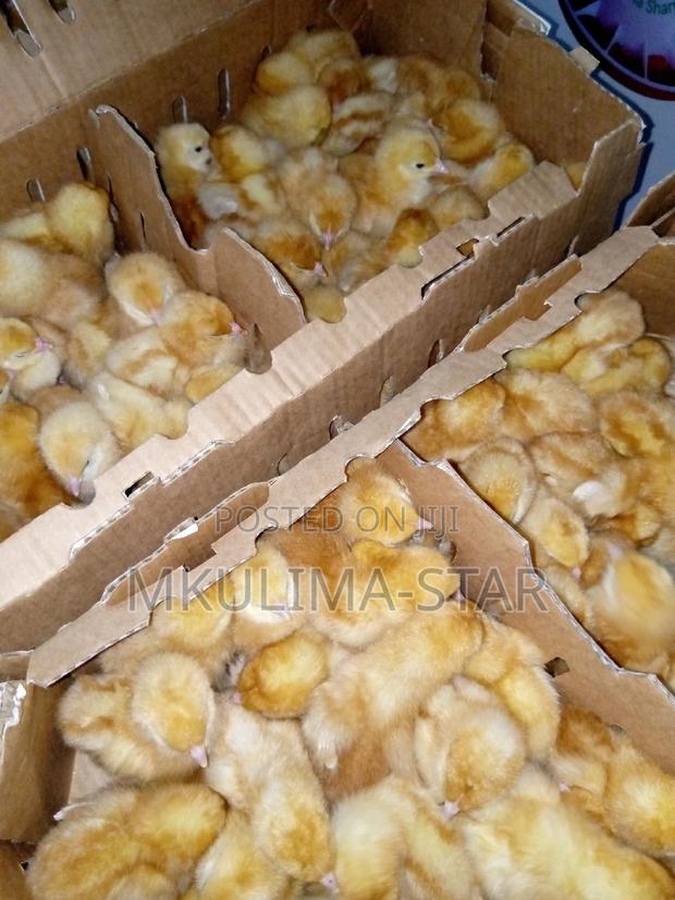 Commercial Layers - main view