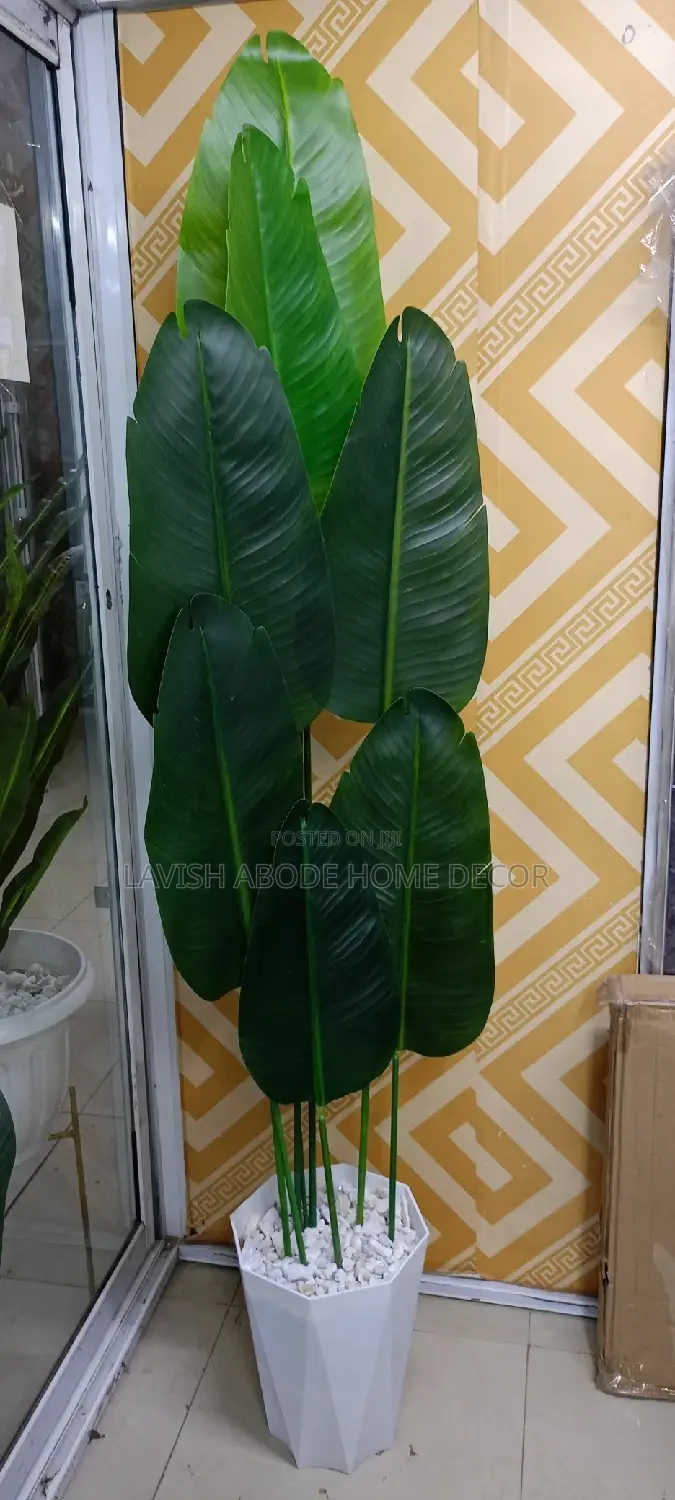 Banana Plant With Vase