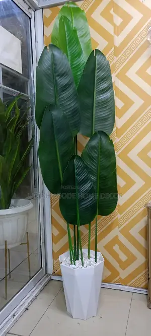 Banana Plant With Vase