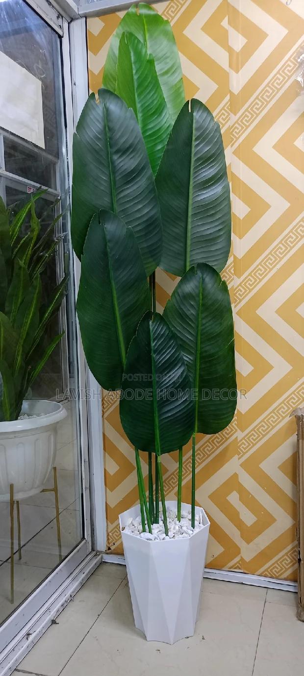 Banana Plant With Vase