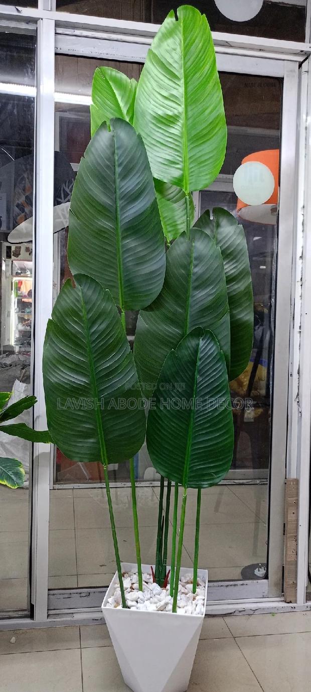Banana Plant With Vase - thumbnail 2