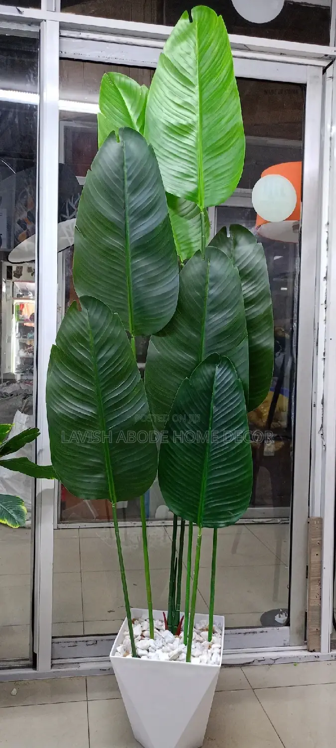 Banana Plant With Vase