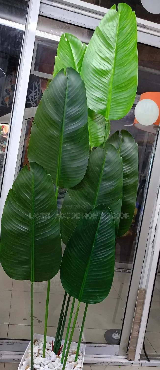 Banana Plant With Vase