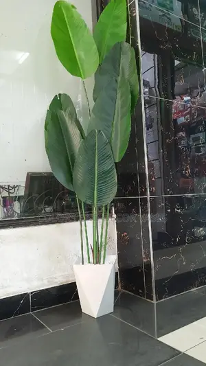 1.7m Long Banana Plant Is KSH 7000