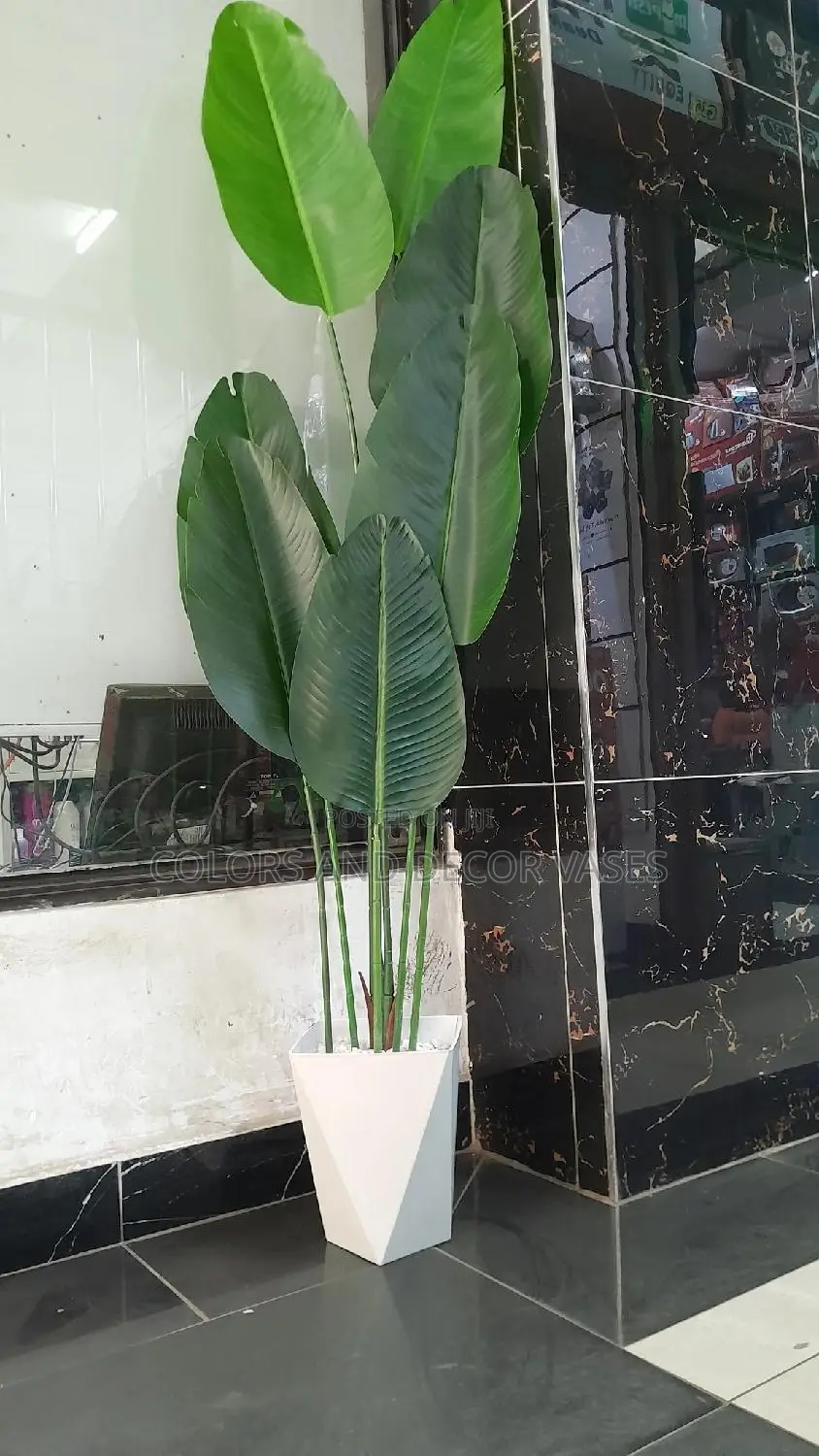 1.7m Long Banana Plant Is KSH 7000