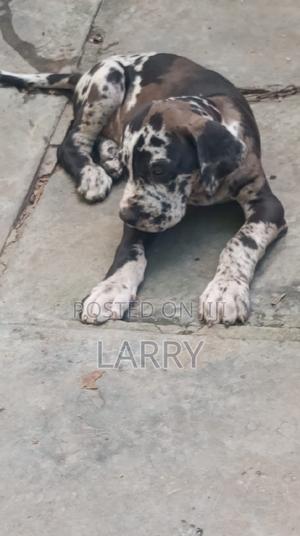 1-3 months Male Purebred Great Dane - thumbnail 2
