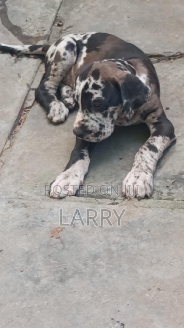 1-3 months Male Purebred Great Dane - main view