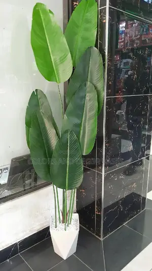 Banana 1.6m and Vase With White Stones