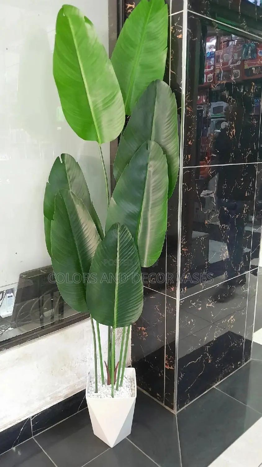 Banana 1.6m and Vase With White Stones