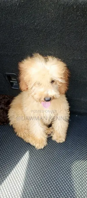 1-3 months Male Purebred Poodle