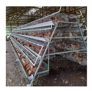 Battery Cages One Line
