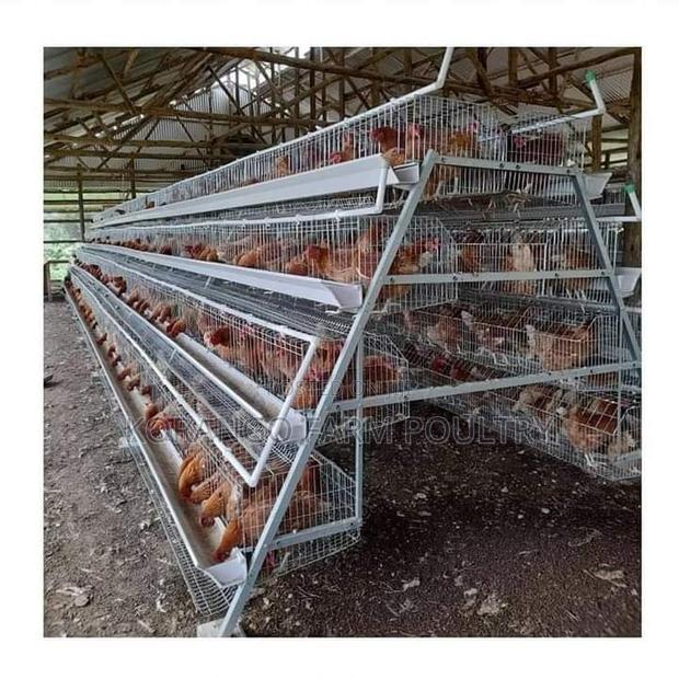 Battery Cages One Line - main view