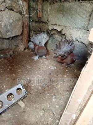 Indian Blue Peacock - main view