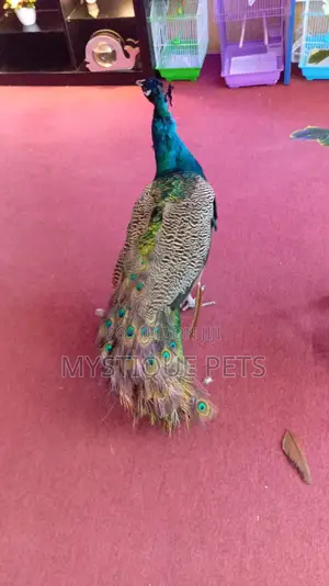 Indian Blue Peacock