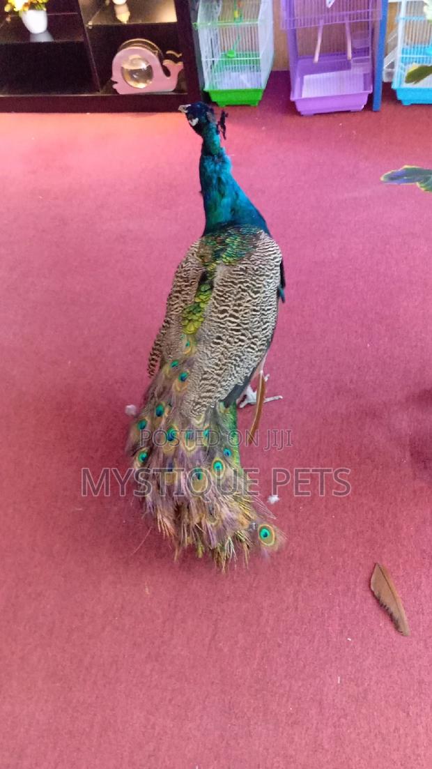 Indian Blue Peacock - thumbnail 2