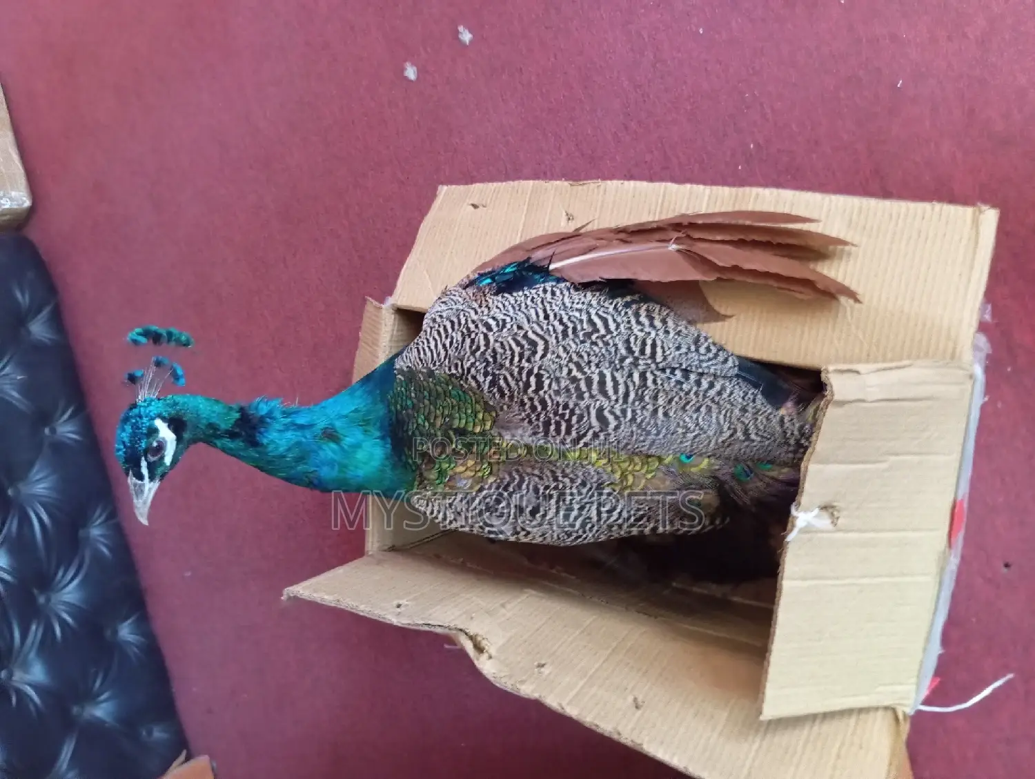 Indian Blue Peacock