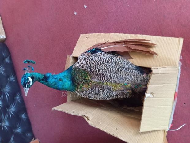 Indian Blue Peacock - thumbnail 3