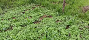 Prime Affordable 50x100 Plot in Karai - Lusigetti