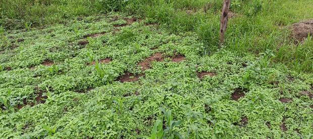 Prime Affordable 50x100 Plot in Karai - Lusigetti - main view