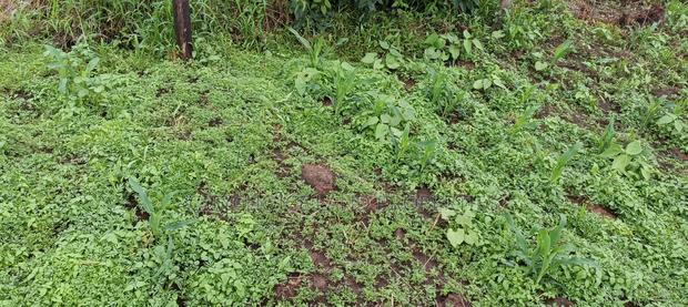 Prime Affordable 50x100 Plot in Karai - Lusigetti - thumbnail 3