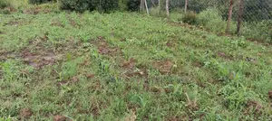 50x100 Plot of Land for Sale in Kikuyu Karai
