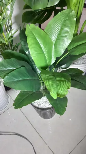 1m Long Banana Plant With Plastic Vase And Pebble Stones