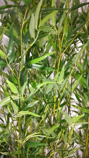 Bamboo Sticks Artificial Available - thumbnail 2