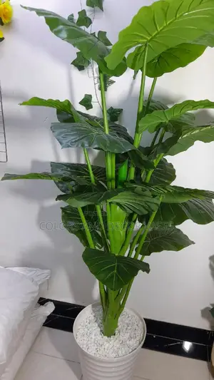 Big Plant, Vase and Pebble Stones
