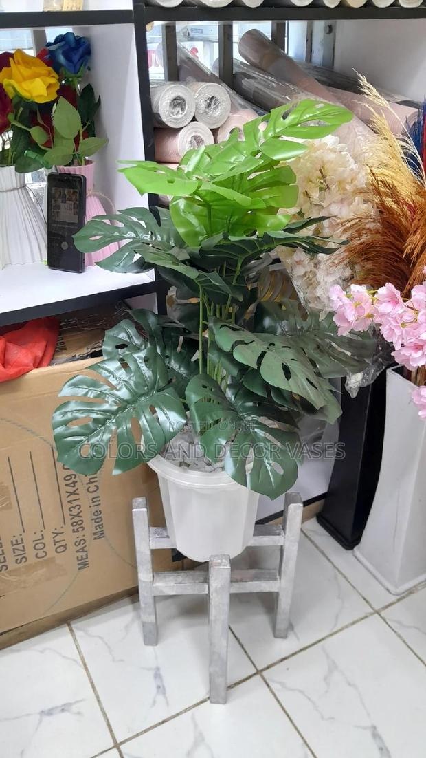 Monstera Plant, Plastic Vase With Pebble Stones