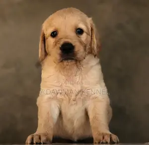 1-3 months Male Purebred Golden Retriever