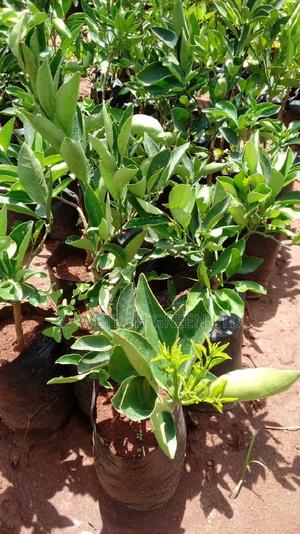 Blood Orange - thumbnail 2