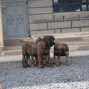 1-3 months Male Purebred Boerboel