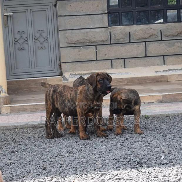 1-3 months Male Purebred Boerboel